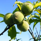 Graines de Pêcher à Feuilles Pourpres, Prunus Persica Rubira