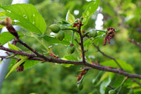 Graines de Prunus Campanulata, Cerasus Campanulata