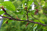 Graines de Prunus Campanulata, Cerasus Campanulata