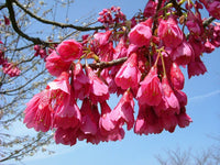 Graines de Prunus Campanulata, Cerasus Campanulata