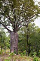 Rare Graines de Adansonia gregorii, Baobab, Boab