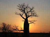 Rare Graines de Adansonia gregorii, Baobab, Boab