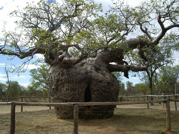 Rare Graines de Adansonia gregorii, Baobab, Boab