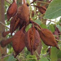 Graines de Brachychiton Populneus, Kurrajong