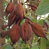 Graines de Brachychiton Populneus, Kurrajong