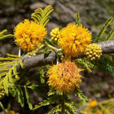 Graines de Acacia Caven, Vacchelia Caven, Mimosa du Chili