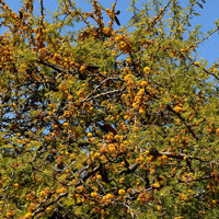 Graines de Acacia Caven, Vacchelia Caven, Mimosa du Chili