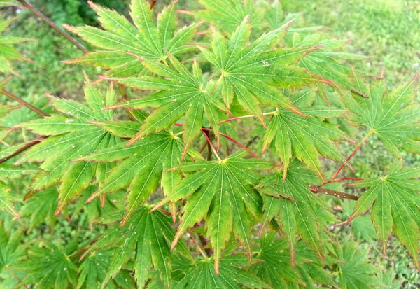 Graines de Acer Shirasawanum "Palmatifolium", Érable de Shirasawa