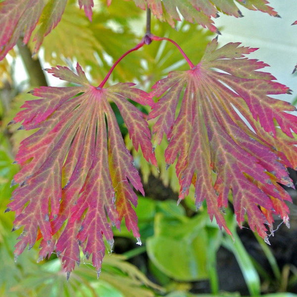 Graines de Acer Japonicum Aconitifolium, Érable du Japon à feuilles d'Aconit