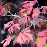 Graines de Acer Japonicum Aconitifolium, Érable du Japon à feuilles d'Aconit