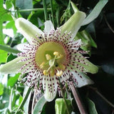 Graines de Passiflora Adenopoda