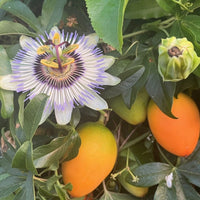 Graines de Passiflora Caerulea, Passiflore bleue