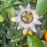 Graines de Passiflora Caerulea, Passiflore bleue