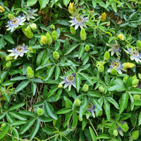 Graines de Passiflora Caerulea, Passiflore bleue