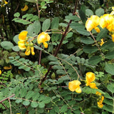 Graines de Colutea Arborescens, Baguenaudier