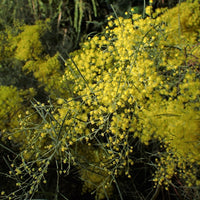 Graines de Acacia Boormanii, Mimosa des rivières