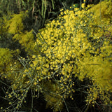 Graines de Acacia Boormanii, Mimosa des rivières