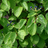 Graines de Viburnum Dentatum, Viorne dentée