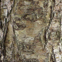 Graines de Betula nigra, Bouleau noir