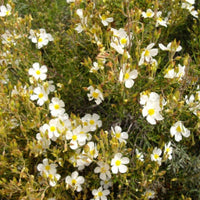 Graines de Cistus clusii, Ciste à feuilles de Romarin