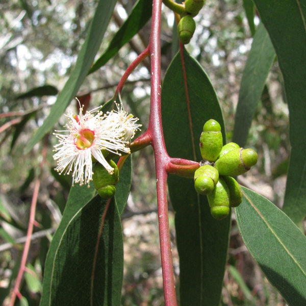 Graines Eucalyptus Goniocalyx