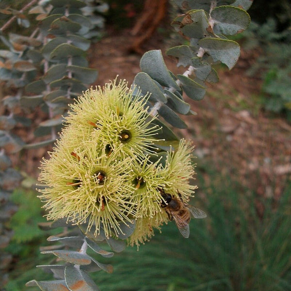 Graines Eucalyptus Kruseana