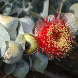 Graines Eucalyptus Macrocarpa, Mottlecah