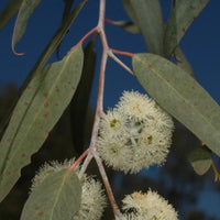 Graines Eucalyptus Risdonii, Gommier de Risdon