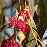 Graines Eucalyptus Leucoxylon Rosea, Gommier jaune à fleurs roses