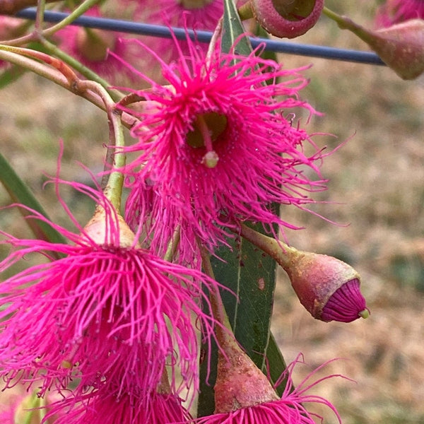 Graines Eucalyptus Leucoxylon ssp Megalocarpa, Gomme bleue à gros fruits