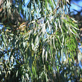 Graines Eucalyptus Macarthurii, Gommier de Marc Arthur