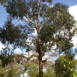 Graines Eucalyptus Ovata, Gomme noire