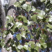 Graines Eucalyptus Populnea, Peuplier box