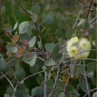 Graines Eucalyptus Orbifolia, Eucalyptus à feuilles rondes