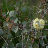 Graines Eucalyptus Orbifolia, Eucalyptus à feuilles rondes