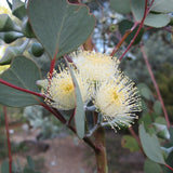 Graines Eucalyptus Orbifolia, Eucalyptus à feuilles rondes