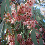 Graines Eucalyptus Torquata, Gommier corail