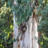 Graines Eucalyptus Viminalis, Gommier blanc