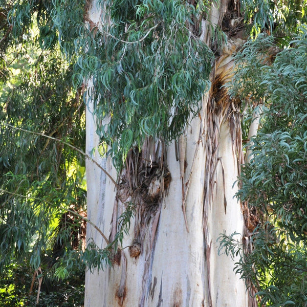 Graines Eucalyptus Viminalis, Gommier blanc