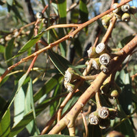 Graines Eucalyptus Resinifera, Acajou rouge