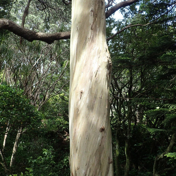 Graines Eucalyptus Pulchella, Gommier menthe poivrée blanche