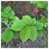 Graines Ulmus Campestris, Orme champêtre