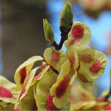 Graines Ulmus Campestris, Orme champêtre