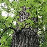 Graines Ulmus Americana, Orme d'Amérique