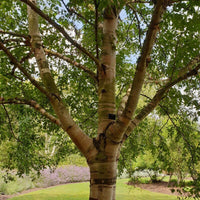 Graines Betula Pubescens, Bouleau blanc