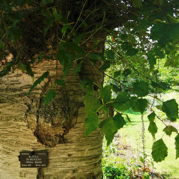 Graines Betula Pubescens, Bouleau blanc