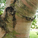 Graines Betula Pubescens, Bouleau blanc