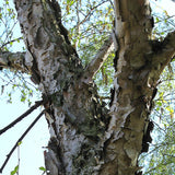 Graines Betula Costata, Bouleau de Mandchourie