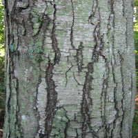 Graines Betula Lenta, Bouleau cerisier