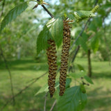 Graines Betula Utilis var. Jacquemontii, Bouleau de l'Himalaya